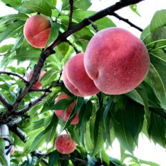 ２０２２年　福島の桃　収穫予測