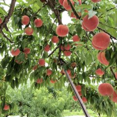 福島の桃の時期と品種