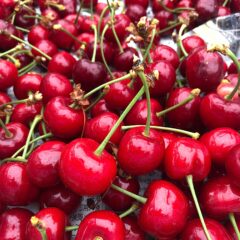 さくらんぼのシーズン到来