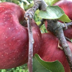 りんごの出荷状況